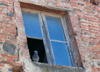 La finestra rotta di un edificio abbandonato consente l'ingresso ai colombi