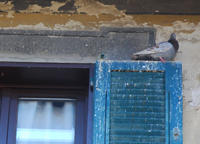 Accumulo di guano di colombo urbano su una persiana